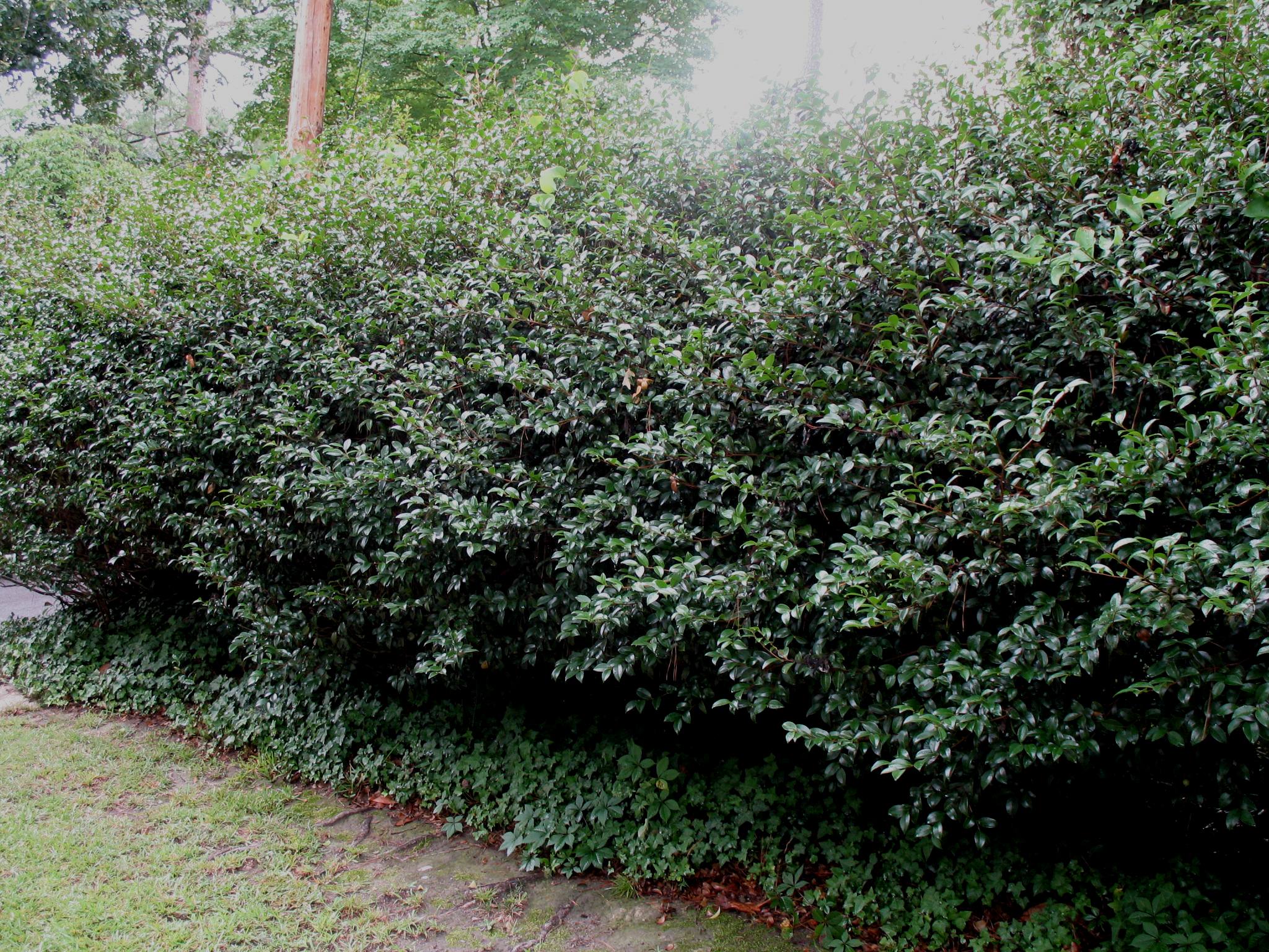 Now is a good time to plant hedges